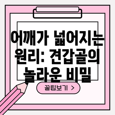 어깨가 넓어지는 원리: 견갑골의 놀라운 비밀