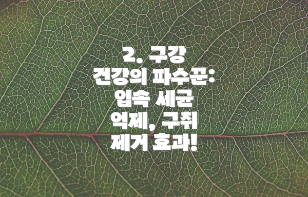 2. 구강 건강의 파수꾼: 입속 세균 억제, 구취 제거 효과!
