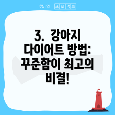 3. 강아지 다이어트 방법: 꾸준함이 최고의 비결!